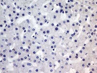 Immunohistochemistry-Paraffin: Troponin I Type 3 (cardiac) Antibody (1E10) - Azide and BSA Free [NBP2-80996] - IHC-P testing of a formalin fixed tissue section of human liver with 5ug/ml concentration of Troponin I Type 3 (cardiac) antibody (clone 1E10) showing no staining - Negative Control Tissue Image from the standard format of this antibody.