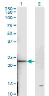 Western Blot: Troponin I type 2 (fast skeletal) Antibody (2D5) [H00007136-M05] - Analysis of TNNI2 expression in transfected 293T cell line by TNNI2 monoclonal antibody (M05), clone 2D5. Lane 1: TNNI2 transfected lysatE (21.3 KDa). Lane 2: Non-transfected lysate.