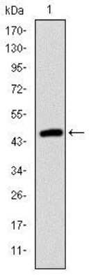 Western Blot: Troponin I type 2 (fast skeletal) Antibody (2F12A11) [NBP2-37551] - Western blot analysis using TNNI2 mAb against human TNNI2 (AA: 1-182) recombinant protein. (Expected MW is 46.8 kDa)
