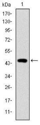 Western Blot: Troponin I type 2 (fast skeletal) Antibody (2F12A8) [NBP2-37549] - Western blot analysis using TNNI2 mAb against human TNNI2 (AA: 1-182) recombinant protein.(Expected MW is 46.8 kDa)