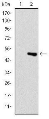 Western Blot: Troponin I type 2 (fast skeletal) Antibody (2F12A8) [NBP2-37549] - Western blot analysis using TNNI2 mAb against HEK293 (1) and TNNI2(AA: 1-182)-hIgGFc transfected HEK293 (2) cell lysate.