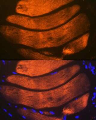 Immunohistochemistry: Troponin I type 2 (fast skeletal) Antibody (2H7S10) [NBP3-16474] - Immunofluorescence analysis of mouse bone marrow using Troponin I2 (Troponin I type 2 (fast skeletal)) Rabbit mAb (NBP3-16474) at dilution of 1:100 (40x lens). Blue: DAPI for nuclear staining.