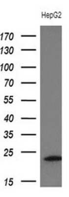 Western Blot: Troponin I type 2 (fast skeletal) Antibody (3A11) [NBP2-46171] - Analysis of extracts (10ug) from HepG2 cell line.