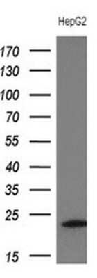 Western Blot: Troponin I type 2 (fast skeletal) Antibody (OTI3A11) - Azide and BSA Free [NBP2-74640] - Analysis of extracts (10ug) from HepG2 cell line.