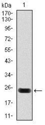 Western Blot: Troponin T Type 2 (cardiac) Antibody (1G1) [NBP2-37491] - Western blot analysis using troponin T2 mAb against human troponin T2 (AA: 88-249) recombinant protein. (Expected MW is 25.1 kDa)