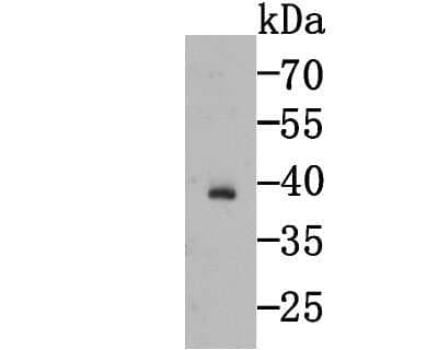 Western Blot: Troponin T Type 2 (cardiac) Antibody (3-G6) [NBP2-75430] - Analysis of Cardiac Troponin T on human heart tissue lysate using anti- Cardiac Troponin T antibody at 1/1,000 dilution.
