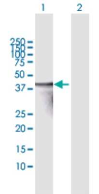 Western Blot: Troponin T Type 3 (fast skeletal) Antibody [H00007140-B01P] - Analysis of TNNT3 expression in transfected 293T cell line by TNNT3 polyclonal antibody.  Lane 1: TNNT3 transfected lysate(27.5 KDa). Lane 2: Non-transfected lysate.