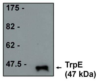 Western Blot: TrpE Antibody (17) [NBP2-66595]