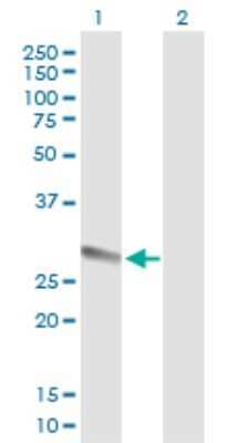 Western Blot: Trypsin 1/PRSS1 Antibody [H00005644-B01P] - Analysis of PRSS1 expression in transfected 293T cell line by PRSS1 polyclonal antibody.  Lane 1: PRSS1 transfected lysate(27.17 KDa). Lane 2: Non-transfected lysate.