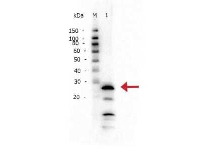 Western Blot: Trypsin 1/PRSS1 Antibody [NBP2-44111] - Western Blot of Trypsin 1/PRSS1 1/PRSS1 antibody. Lane 1: Trypsin 1/PRSS1 (Bovine). Load: 50 ng per lane.Primary antibody: Trypsin 1/PRSS1 antibody at 1:1,000 overnight at 4C.Secondary antibody: Peroxidase rabbit secondary antibody at 1:40,000 for 30 min at RT.Block: Blocking Buffer for Fluorescent Western Blotting for 30 min at RT.Predicted/Observed size: 25 kDa for Trypsin 1/PRSS1. Other band(s): Low molecular weight bands could correspond to autocatalytic fragments.