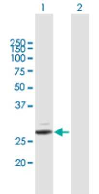 Western Blot: Trypsin 2/PRSS2 Antibody [H00005645-B01P] - Analysis of PRSS2 expression in transfected 293T cell line by PRSS2 polyclonal antibody.  Lane 1: PRSS2 transfected lysate(26.4 KDa). Lane 2: Non-transfected lysate.