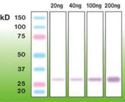 Western Blot: Trypsin Antibody (A16-N) [NBP1-30135] - Trypsin-human pancreas.