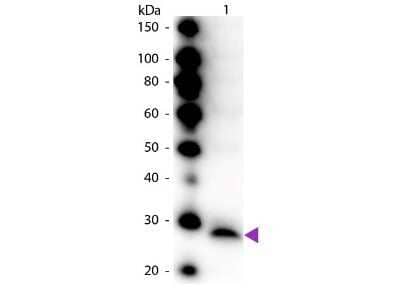 Western Blot: Trypsinogen Antibody [NB600-615] - Analysis using HRP conjugate of NB600-615. Lane 1: Trypsinogen. Lane 2: None. Load: 50 ng per lane. Primary antibody: None. Secondary antibody: Peroxidase rabbit secondary antibody at 1:1,000 for 60 min at RT. Block: incubated with blocking buffer for 30 min at RT. Predicted/Observed size: 24 kDa, 24 kDa for Trypsinogen. Other band(s): None.