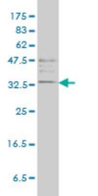 Western Blot: Tryptase alpha/TPS1 Antibody (2A10-B5) [H00007177-M01] - TPSAB1 monoclonal antibody (M01), clone 2A10-B5. Analysis of TPSAB1 expression in K-562.