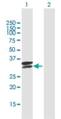 Western Blot: Tryptase alpha/TPS1 Antibody [H00007177-B02P] - Analysis of TPSAB1 expression in transfected 293T cell line by TPSAB1 polyclonal antibody.  Lane 1: TPSAB1 transfected lysate(30.25 KDa). Lane 2: Non-transfected lysate.