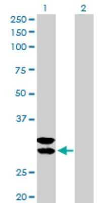 Western Blot: Tryptase alpha/TPS1 Antibody [H00007177-D01P] - Analysis of TPSAB1 expression in transfected 293T cell line by TPSAB1 polyclonal antibody.Lane 1: TPSAB1 transfected lysate(30.50 KDa).Lane 2: Non-transfected lysate.