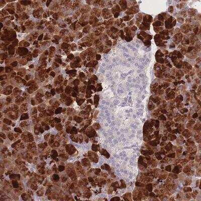 Immunohistochemistry-Paraffin: Tryptase epsilon/BSSP-4/PRSS22 Antibody [NBP2-13817] - Staining of human pancreas shows strong cytoplasmic positivity in exocrine glandular cells.