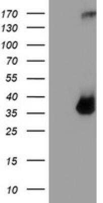 Western Blot: Tryptase gamma-1/TPSG1 Antibody (OTI1G1) - Azide and BSA Free [NBP2-74652] - HEK293T cells were transfected with the pCMV6-ENTRY control (Left lane) or pCMV6-ENTRY TPSG1 (Right lane) cDNA for 48 hrs and lysed. Equivalent amounts of cell lysates (5 ug per lane) were separated by SDS-PAGE and immunoblotted with anti-TPSG1.