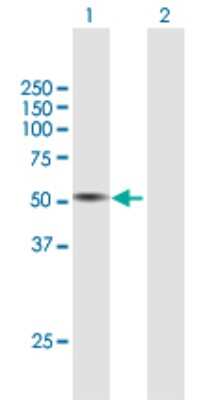 Western Blot: Tryptophan Hydroxylase 1/TPH-1 Antibody [H00007166-B01P] - Analysis of TPH1 expression in transfected 293T cell line by TPH1 polyclonal antibody.  Lane1:TPH1 transfected lysate(48.84 KDa). Lane2:Non-transfected lysate.