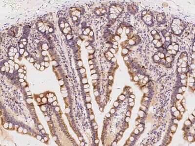 Immunohistochemistry-Paraffin: Tryptophan rich protein Antibody [NBP2-97813] - Immunochemical staining of human Tryptophan rich protein in human duodenum with rabbit polyclonal antibody at 1:100 dilution, formalin-fixed paraffin embedded sections.