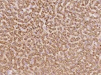 Immunohistochemistry-Paraffin: Tryptophan rich protein Antibody [NBP2-97813] - Immunochemical staining of human Tryptophan rich protein in human liver with rabbit polyclonal antibody at 1:100 dilution, formalin-fixed paraffin embedded sections.