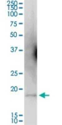 Western Blot Tryptophan rich protein Antibody - Azide and BSA Free