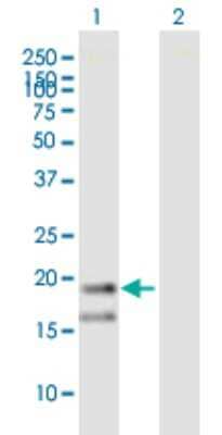 Western Blot: Tryptophan rich protein Antibody [H00007485-B02P] - Analysis of WRB expression in transfected 293T cell line by WRB polyclonal antibody.  Lane 1: WRB transfected lysate(19.80 KDa). Lane 2: Non-transfected lysate.