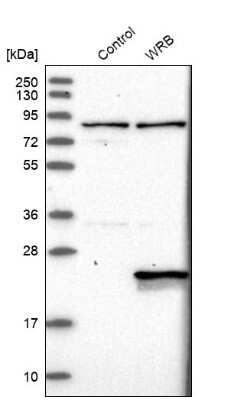 Western Blot Tryptophan rich protein Antibody