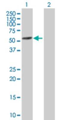 Western Blot: Tryptophanyl tRNA synthetase Antibody [H00007453-B01P] - Analysis of WARS expression in transfected 293T cell line by WARS polyclonal antibody.  Lane 1: WARS transfected lysate(51.81 KDa). Lane 2: Non-transfected lysate.