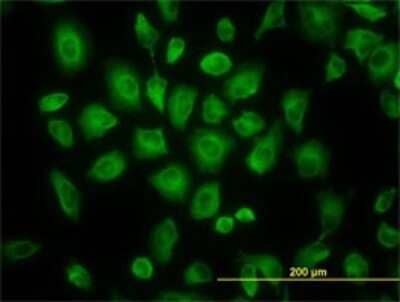 Immunocytochemistry/Immunofluorescence: Tubulin Beta 2C Antibody (1G3) [H00010383-M02] - Analysis of monoclonal antibody to TUBB4B on HeLa cell. Antibody concentration 30 ug/ml.