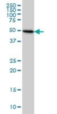 Western Blot: Tubulin Beta 2C Antibody (1G3) [H00010383-M02] - TUBB4B monoclonal antibody (M02), clone 1G3 Analysis of TUBB4B expression in HeLa.