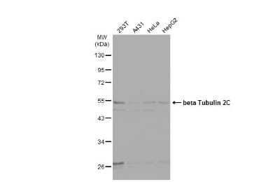 Western Blot: Tubulin Beta 2C Antibody [NBP2-14886] - Various whole cell extracts (30 ug) were separated by 10% SDS-PAGE, and the membrane was blotted with beta Tubulin 2C antibody diluted at 1:10000. HRP-conjugated anti-rabbit IgG antibody was used to detect the primary antibody.