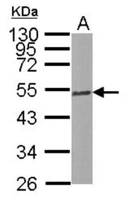 Western Blot: Tubulin Beta 2C Antibody [NBP2-14887] - Sample (30 ug of whole cell lysate) A: NIH-3T3 10% SDS PAGE; antibody diluted at 1:5000.