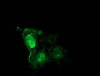 Immunocytochemistry/Immunofluorescence: Tubulin Beta 4 Antibody (OTI3F1) - Azide and BSA Free [NBP2-74713] - Staining of COS7 cells transiently transfected by pCMV6-ENTRY Tubulin Beta 4.