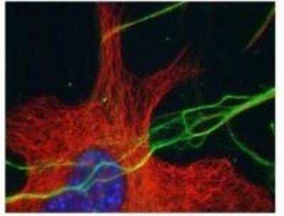 Immunohistochemistry: Tubulin Delta 2 Antibody [NB100-57397] - IHC staining (green) in human neuron