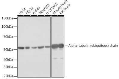 Western Blot: Tubulin alpha-1B Antibody (8E8W9) [NBP3-16887] - Western blot analysis of extracts of various cell lines, using Tubulin alpha-1B Rabbit mAb (NBP3-16887) at 1:1000 dilution. Secondary antibody: HRP Goat Anti-Rabbit IgG (H+L) at 1:10000 dilution. Lysates/proteins: 25ug per lane. Blocking buffer: 3% nonfat dry milk in TBST. Detection: ECL Basic Kit. Exposure time: 1s.