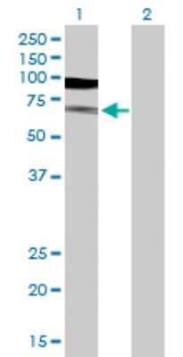 Western Blot: Tubulin alpha-1B Antibody [H00010376-D01P] - Analysis of TUBA1B expression in transfected 293T cell line by TUBA1B polyclonal antibody.Lane 1: TUBA1B transfected lysate(50.20 KDa).Lane 2: Non-transfected lysate.