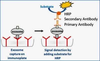 Tumor-derived Exosome Enrichment and Quantification (Biofluids, Cell Media, Colorimetric) Kit [NBP2-49786] - Principle underlying the immunocapture and quantification of exosomes with this kit. 