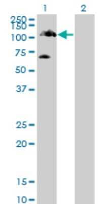 Western Blot: Tyk2 Antibody (6G12) [H00007297-M01] - Analysis of TYK2 expression in transfected 293T cell line by TYK2 monoclonal antibody (M01), clone 6G12.Lane 1: TYK2 transfected lysate(133.7 KDa).Lane 2: Non-transfected lysate.