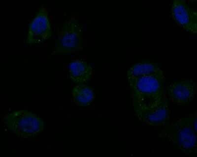 Immunocytochemistry/Immunofluorescence: Tyk2 Antibody [NBP2-76968] - ICC staining TYK2 in MCF-7 cells (green). The nuclear counter stain is DAPI (blue). Cells were fixed in paraformaldehyde, permeabilised with 0.25% Triton X100/PBS.