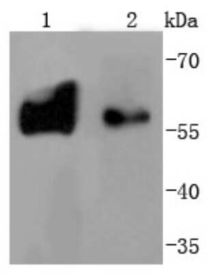 Western Blot: Tyrosine Hydroxylase Antibody (SD080-02) [NBP2-67797] - Analysis of Tyrosine Hydroxylase on different lysates using anti-Tyrosine Hydroxylase antibody at 1/50,000 dilution. Positive control: Lane 1: PC-12 Lane 2: Mouse brain
