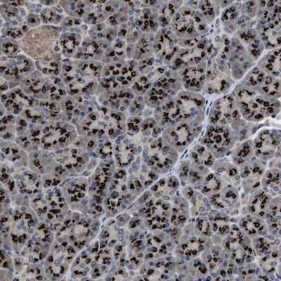 Immunohistochemistry-Paraffin: Tyrosylprotein Sulfotransferase 2/TPST2 Antibody [NBP1-86023] - Staining of human pancreas shows strong granular positivity in cytoplasm in exocrine glandular cells.