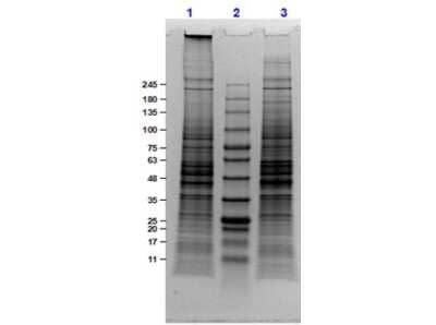 SDS-Page: U-251 Whole Cell Lysate [NBP3-06998] - SDS-PAGE Results of U-251 Whole Cell Lysate. Lane 1: U-251 Whole Cell lysate(10ug) Reduced. Lane 2: Opal Prestained Molecular Weight Marker. Lane 3: U-251 Whole Cell lysate(10ug) Non-Reduced. Results show wide range of molecular weight bands with no sign of degradation.