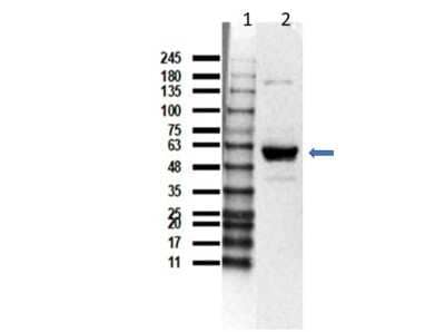 Western Blot: U-251 Whole Cell Lysate [NBP3-06998] - Western Blot results of Rabbit Anti-Beclin 1 Antibody using U-251 Whole Cell lysate.Lane 1: Opal Prestain Molecular Weight Marker. Lane 2: U251-MG whole cell lysate (35ug) [+]. Primary Antibody: Anti-Beclin1 at 1:1000 overnight at 2-8C. Secondary Antibody: Goat Anti-Rabbit IgG HRP at 1:40,000 for 60min at RT. Block: 5% BLOTTO/TBST.Expected MW: ~51kDa. Observed MW: ~53kDa.