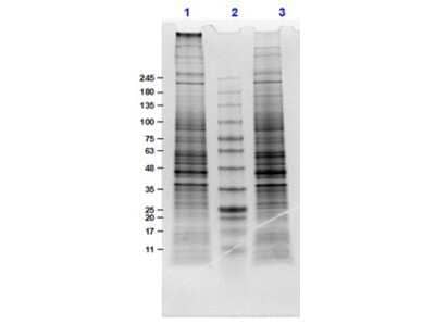 SDS-Page: U-87 MG Whole Cell Lysate [NBP3-06996] - SDS-PAGE Results of U-87 MG Whole Cell Lysate. Lane 1: U-87 MG Whole Cell lysate(10ug) Reduced. Lane 2: Opal Prestained Molecular Weight. Lane 3: U-87 MG Whole Cell lysate(10ug) Non-Reduced. Results show wide range of molecular weight bands with no signs of degradation.