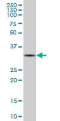 Western Blot: U1A Antibody [H00006626-B01P] - Analysis of SNRPA expression in human liver.