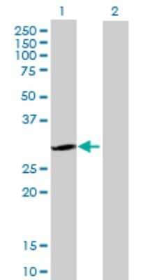 Western Blot: U1A Antibody [H00006626-B01P] - Analysis of SNRPA expression in transfected 293T cell line by SNRPA polyclonal antibody.  Lane 1: SNRPA transfected lysate(31.02 KDa). Lane 2: Non-transfected lysate.