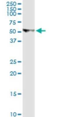 Western Blot: U2AF2 Antibody (5G8) [H00011338-M03] - Analysis of U2AF2 expression in HepG2.