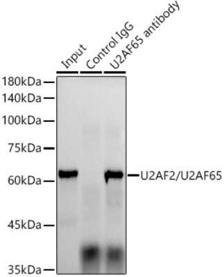 Immunoprecipitation: U2AF2 Antibody (8E8R9) [NBP3-16432] - Immunoprecipitation analysis of 300ug extracts of HeLa cells using 3ug U2AF2 antibody (NBP3-16432). Western blot was performed from the immunoprecipitate using U2AF2 antibody (NBP3-16432) at a dilition of 1:1000.