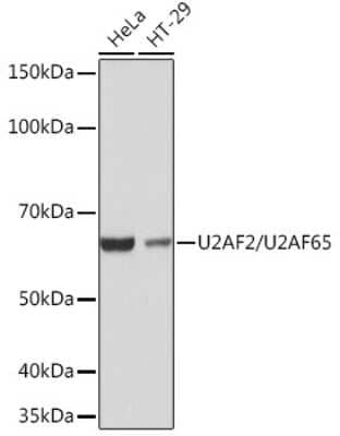 Western Blot: U2AF2 Antibody (8E8R9) [NBP3-16432] - Western blot analysis of extracts of various cell lines, using U2AF2/U2AF2 Rabbit mAb (NBP3-16432) at 1:1000 dilution. Secondary antibody: HRP Goat Anti-Rabbit IgG (H+L) at 1:10000 dilution. Lysates/proteins: 25ug per lane. Blocking buffer: 3% nonfat dry milk in TBST. Detection: ECL Basic Kit. Exposure time: 1s.